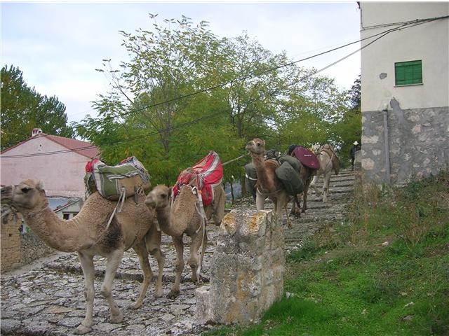 camellos en ruta